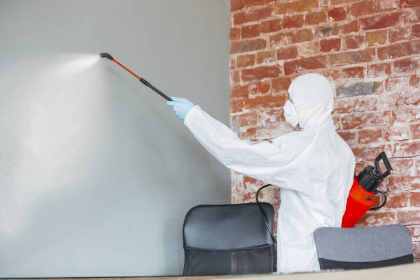 Best Attic Mold Removal  in Phenix City, AL