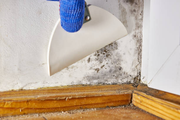Best Post-Remediation Verification Testing  in Phenix City, AL